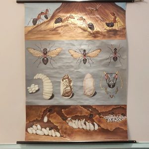 Jung-Koch-Quentell Educational Chart Ants