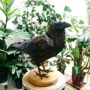 Taxidermy Raven