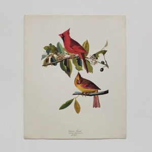Audubon Birds Of America Print - 1964