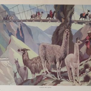 Animals Of The World School Poster