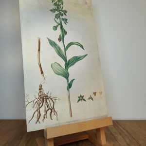 19th Century Botanical Print - Serapias Latifolia