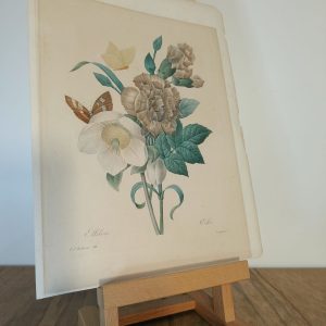 Pierre-Joseph Redoute - Botanical Image Ellebore