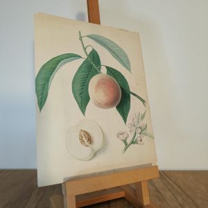 The Acton Scott Peach Print